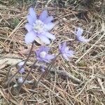 Hepatica nobilis Fleur