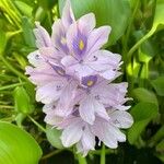 Pontederia crassipesFlower