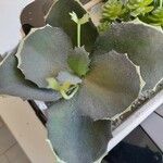 Kalanchoe millotii Leaf