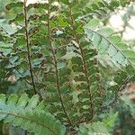 Adiantum hispidulum Плід