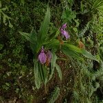 Roscoea capitata 整株植物