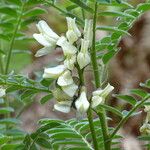 Erophaca baetica Λουλούδι