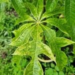Jacaratia spinosa Hoja