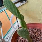 Opuntia ficus-indica葉