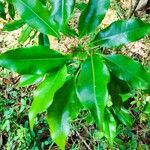 Syzygium aromaticum ᱥᱟᱠᱟᱢ