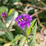 Verbena rigida Flower