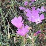 Calochortus splendens പുഷ്പം