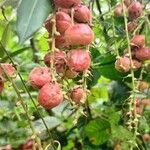 Alchornea cordifolia Fruit