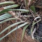 Coelogyne imbricata বাকল