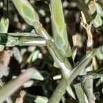 Lactuca orientalis പുറംതൊലി