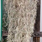 Tillandsia usneoides List