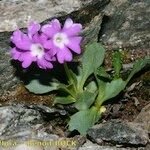 Primula daonensis Hàbitat