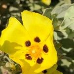 Cistus halimifolius Blüte