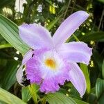 Sobralia macrantha Λουλούδι