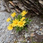 Doronicum clusii Flower