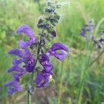 Salvia pratensisCvet