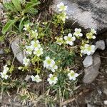 Saxifraga caesia Fula
