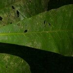 Clavija costaricana Leaf