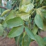 Citrus × aurantiifolia Leaf