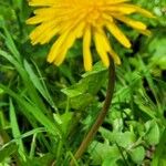 Taraxacum cucullatiforme 花