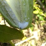 Araujia sericifera Fruit