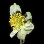 Parrotiopsis jacquemontiana Flower