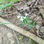 Houstonia longifolia Flor