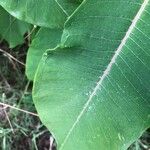 Asclepias viridiflora पत्ता