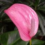 Anthurium andraeanum Λουλούδι