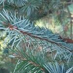 Picea sitchensis Leaf