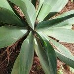 Agave shaferi Листок