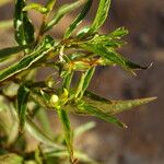 Ludwigia erecta 葉