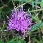 Centaurea decipiens Квітка