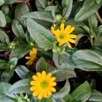Sanvitalia procumbens Fula