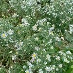 Symphyotrichum ericoides Flower