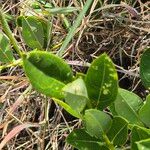 Boscia mossambicensis Hoja