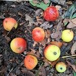 Sorbus domestica Fruit