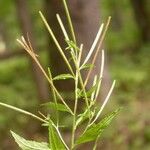 Epilobium coloratum Habit