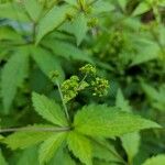 Sanicula canadensis Flor