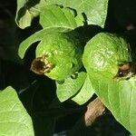 Psidium guajava Kabuk