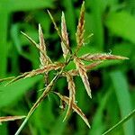 Cyperus intactus Blüte