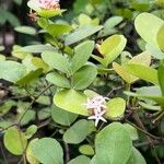 Carissa spinarum Fleur