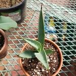 Agave palmeri Ліст