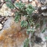 Coronilla minima Leaf