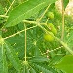 Manihot grahamii Fruit