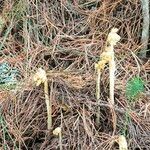 Monotropa hypopitysFolla