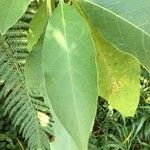 Solanum mauritianum Yaprak