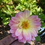 Dahlia × cultorumBlüte