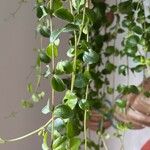 Peperomia rotundifolia Hoja