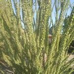 Fouquieria splendens برگ